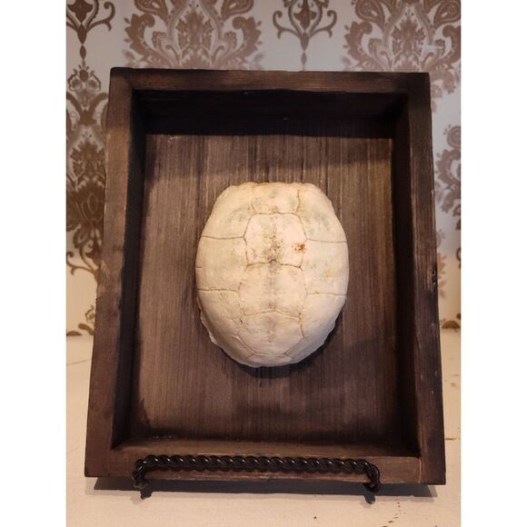 Eastern Box Turtle Fossil Shell in Rustic Wood Frame - Unique Wall Art Home Deco - Picture 5 of 5